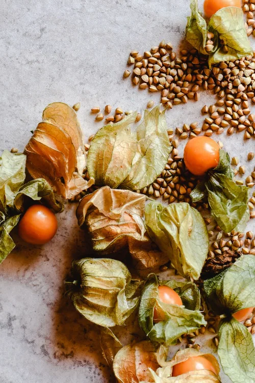 Ashwagandha root and extract