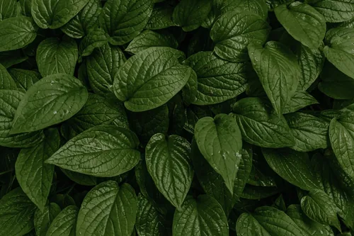Horny goat weed (Epimedium) extract