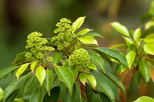Muira Puama root and extract