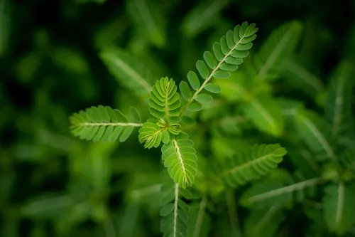 Tribulus Terrestris plant and extract